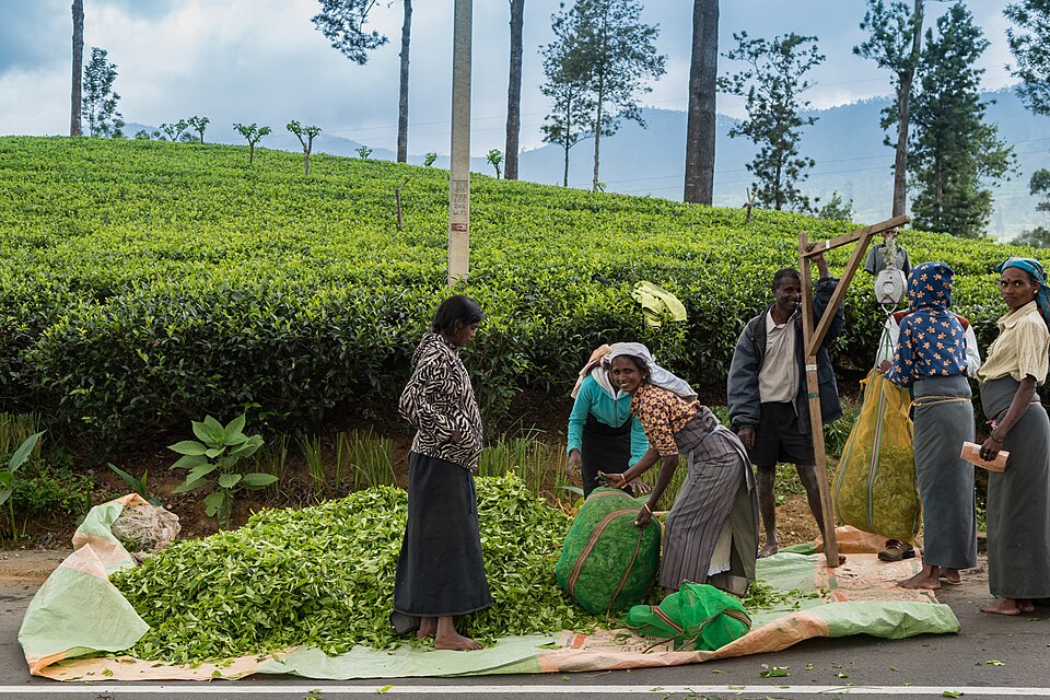 Green tea plantations covering hillsides in the Sri Lankan highlands
