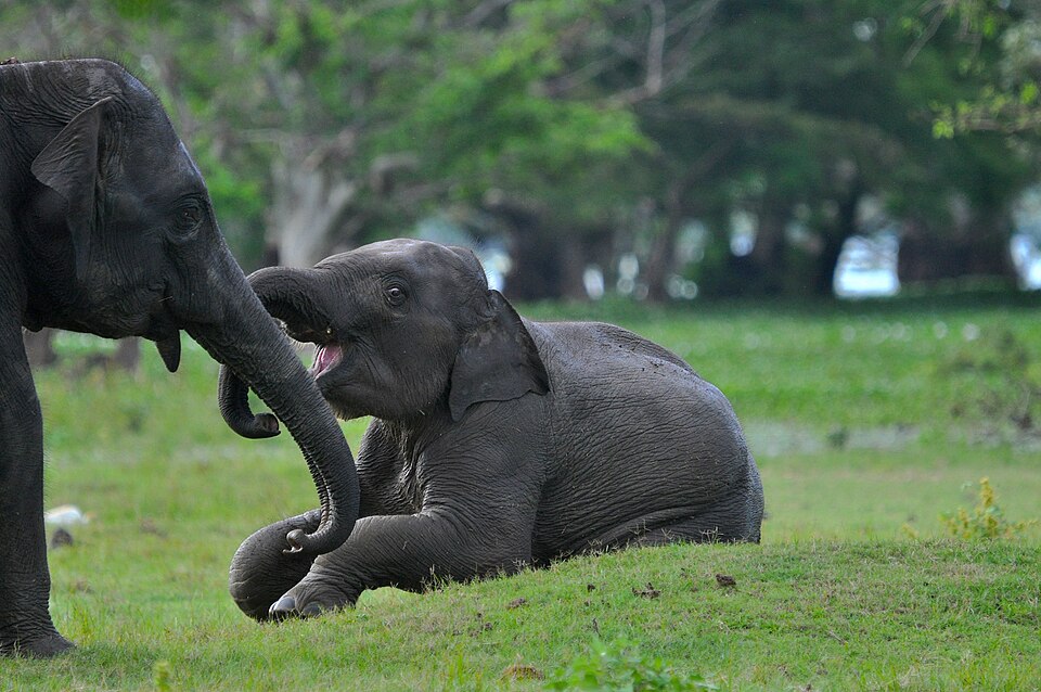 A mother elephant and calf in Yala National Park